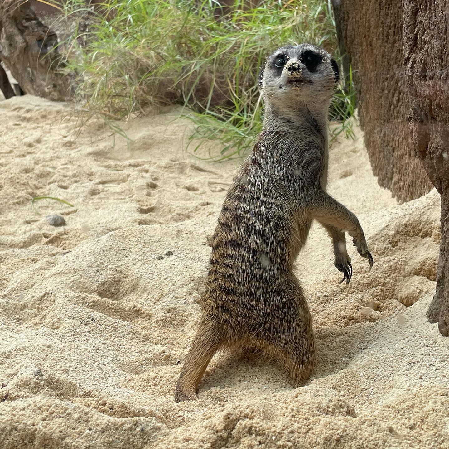 ハワイ ホノルル動物園にミーアキャットがデビューします 留学ハワイ Net