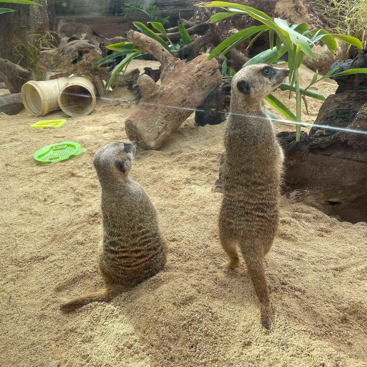 ハワイ ホノルル動物園にミーアキャットがデビューします 留学ハワイ Net