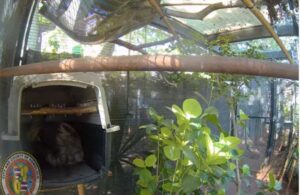 ハワイ ホノルル動物園のナマケモノが出産