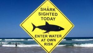 オークランドの3つのビーチでサメが目撃され、遊泳者に警告
