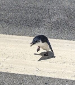 空港の滑走路にペンギン