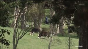 NZで羊に襲われた老夫婦