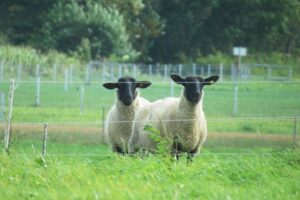 NZ牛や羊のげっぷ課税中止