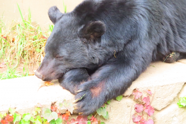 NZ出身の男性が日本のクマ対策を考えるイベントへ