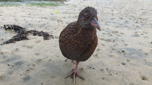 絶滅危惧種の飛べない鳥を食べ、野生生物保護当局から警告処分