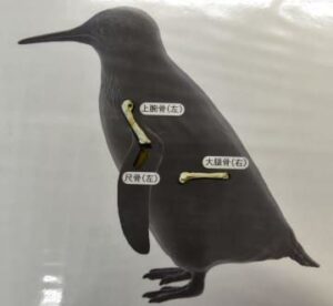 2400万年前の化石ペンギンは新種だった