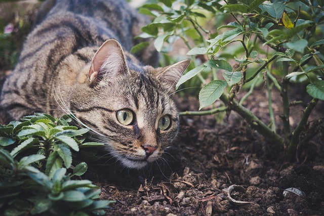 孤島に連れてこられた一匹の猫から始まった生態系の破壊