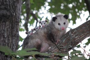 カリフォルニアからのコンテナ内でオポッサムを捕獲