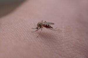 デング熱の蔓延を受け警告