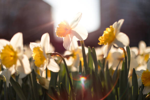 海外のチャリティイベント「Daffodil Day」とは